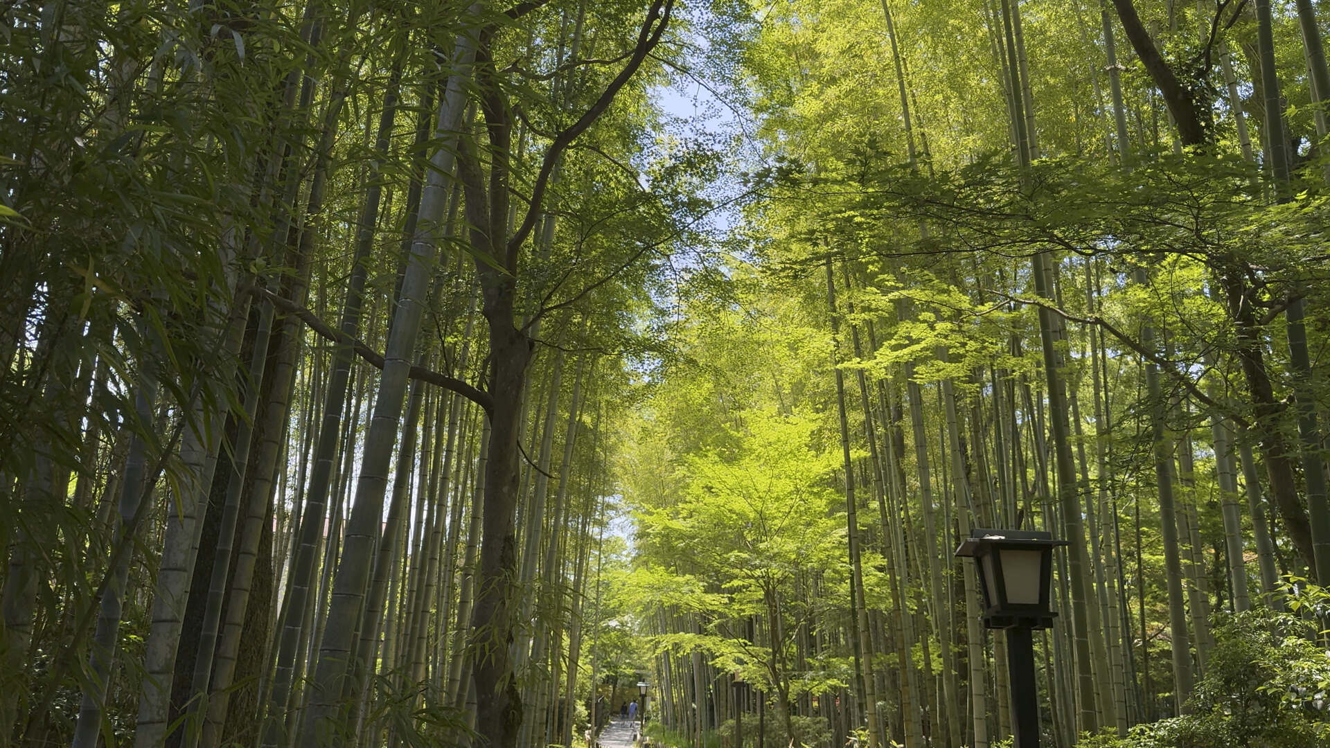 Shuzenji Onsen, Bambuswald