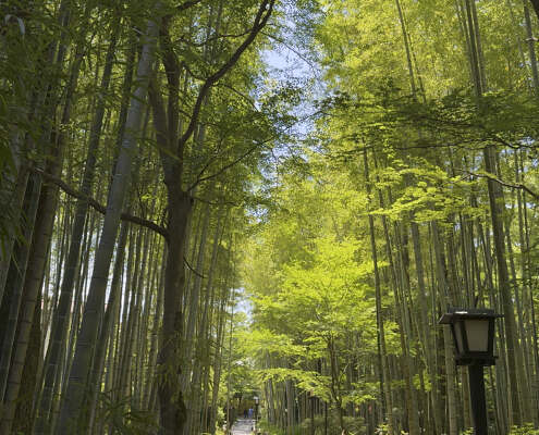Shuzenji Onsen, Bambuswald
