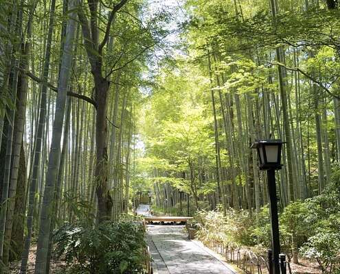 Shuzenji Onsen, Bambuswald